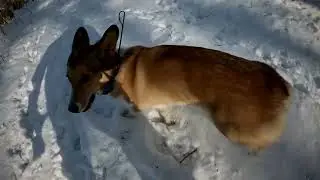 Dog Hiking Adventures with Roxy, Reese, Comet, and Scarlett on 12/16