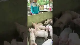 Piglets growth stages #pig #pigletlove #growthmindset #pigfarming #animals #animalfeed