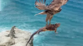 How Does Hawk Hunt Giant Iguana For Her Babies