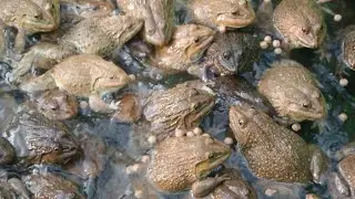 Frogs feeding
