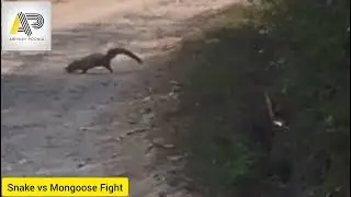 snake and mongoose fight #snake #mongoose #fight #short #shortsvideo #wildlife #shortsvideo #video