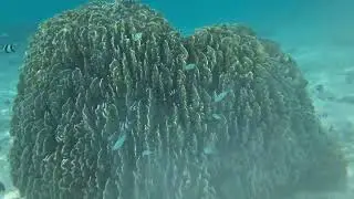 Maldiverna under vatten 2025
