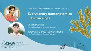 A transcriptomic hourglass in brown algae