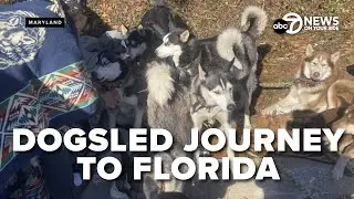 Unhoused man and his huskies embark on a viral cross-country trek