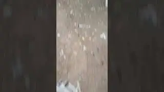 pulat e migjes