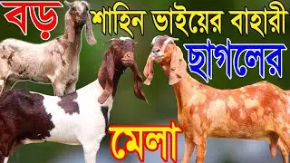 গরীবের বন্ধু শাহিন ভাইয়ের কমদামে বিগ বিগ সাইজ ছাগলের ধামাকা কালেকশন | bitol somahar
