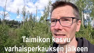Taimikon kasvu varhaisperkauksen jälkeen