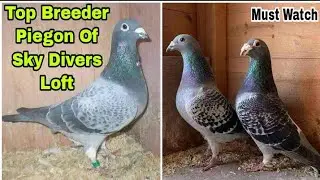 Some Top Breeder Piegon Of Sky Divers Loft| Breeder Racer Piegon 2022| Racing Pigeons