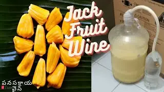 #Jackfruitwine #Wine 🍷 Jack fruit Wine Recipe 🍷| పనసకాయ వైన్ ఎలా చేయాలి | Jackfruit Wine | Part 1