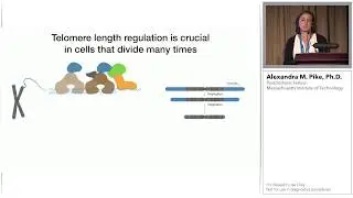 Multiple Expressed Isoforms of TIN2 Stimulate Human Telomerase