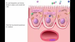 Digestive system part 2 Process Absorption Carbohydrate, Protein, and Fat in Intestine