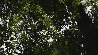 Relaxing Through Nature (Slow Cinema)