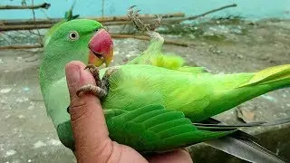 Lovely Alexandrine Parrot