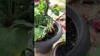 Como cuidar de tus plantas @ama de casa no desesperada