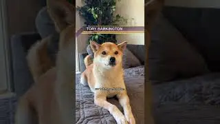what competition are y'all dogs winning at? 🤔 #olympics #olympics2024 #funny #animalmemes