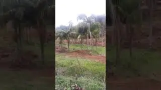 laborterapia Christian Tribes Brazil