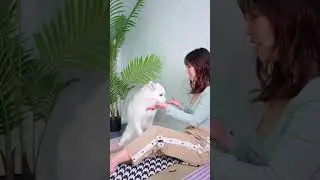 Pranking my dog Kaya 🐶!!