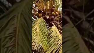 Ilanir thirudum kurangu🐒🐒🐒🐒🥥🥥😮😯😲😲😲