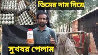 ডিমের দাম নিয়ে সুখবর পেলাম। duck farming .হাঁস পালন পদ্ধতি 