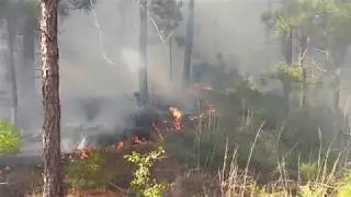 Using Prescribed Fire During the Growing Season to Improve Your Forest&rsquo;s Wildlife Habitat