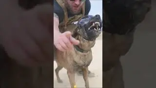 🔥 Police Dog Handling Done Right!😍#tacticaldog #workingdog #servicedog #dogobedience