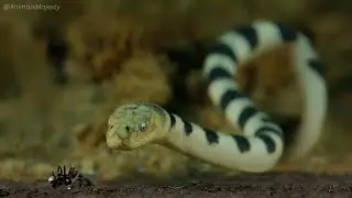 The Olive Sea Snake: The Ocean's Hidden Danger || Animals Majesty