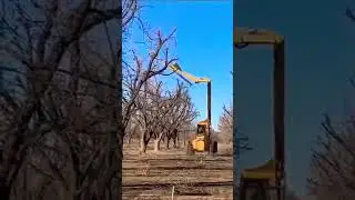 Boosting Growth! 🌳✂️ Fruit Tree Pruning for a Healthier Harvest