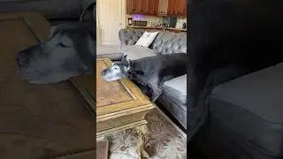 Funny Senior Great Dane Sits Like The People Do Using Table As A Pillow