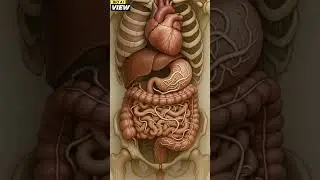 Parasitic Worms Inside Human Digestive System | Realistic Anatomy Illustration