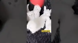Cat shop in Dehradun haridwar Roorkee pet shop  #viral #shorts #trending #youtubeshorts