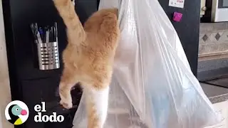 Gato que siempre intenta robar comida es enviado a &ldquo;su habitaci&oacute;n&rdquo; cuando sus pap&aacute; cocinan | El Dodo