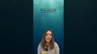 Why ocean scientists measure chlorophyll data from satellites 🛰️🌊