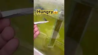 Feeding my flowerhorn fry . #highlights #aquarium #flowerhorn #trending