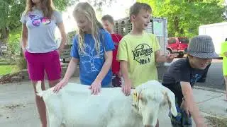 Goats take over Boise, Idaho, neighborhood: KTVB noon newscast