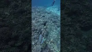 Explore the best freediving destinations with us #diving #snorkeling #exploreocean