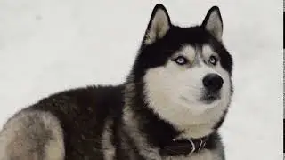 close up of a dogs face a siberian husky with blue eyes looking