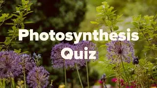 Photosynthesis Quiz