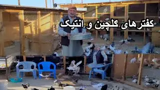کفترهای ګلچین و چینده لذت ببرید/Afghan Antique Pigeons