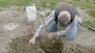 Planting Fruit Trees