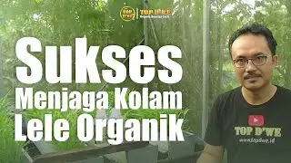 🌿 5 Rahasia Sukses dalam Menjaga Kolam Lele Organik yang Menguntungkan 🐟