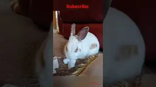 frankie all of the pictures of him i have - the frankie show- #bunny #shorts