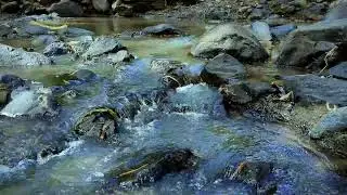 Peaceful River Sounds | Soothing Water Flow for Relaxation