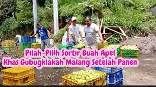 Pilah-Pilih Sortir Buah Apel Khas Gubugklakah Malang Setelah Panen
