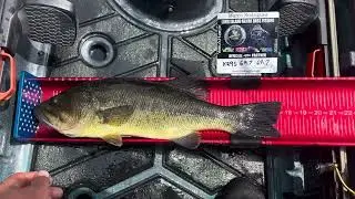 LIKBF eleite series #3 Peconic lake fish jump out of the board