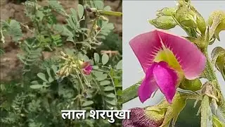 यह जंगली जड़ी बूटी कहीं मिल जाए तो छोड़ना मत// बड़े तकदीर वाले को ही मिलती है यह  बूटी