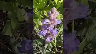 Orobanche ramosa&nbsp;es una planta par&aacute;sita&nbsp;