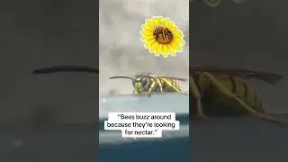 #Bees #HoneyBees #BeeFacts #SaveTheBees #BeeLife #BuzzBuzz #BeeLove #BeeFriendly #BeeTalk #beeworld