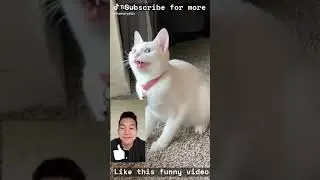 How to Greet a Pedestrian with a Wisecrack: TikTok Edition