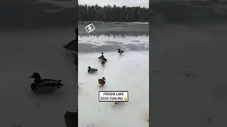 Frozen lake duck curling 🥌 (🎥: ViralHog)