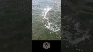 Flip, turn, and never capsize!